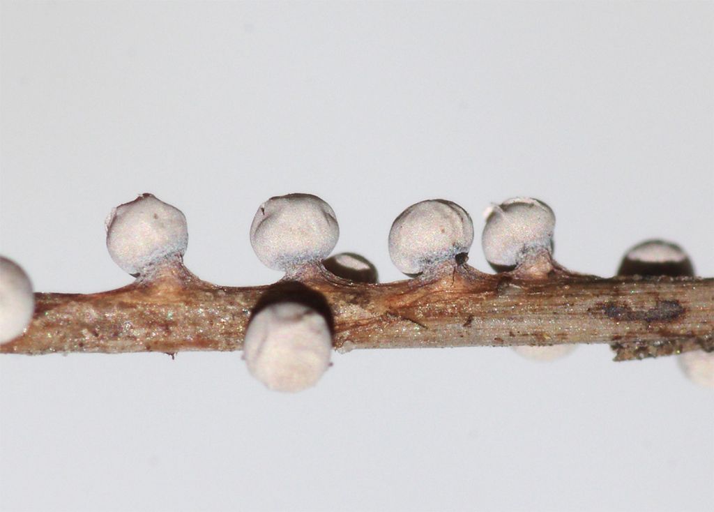 Diderma montanum (?)